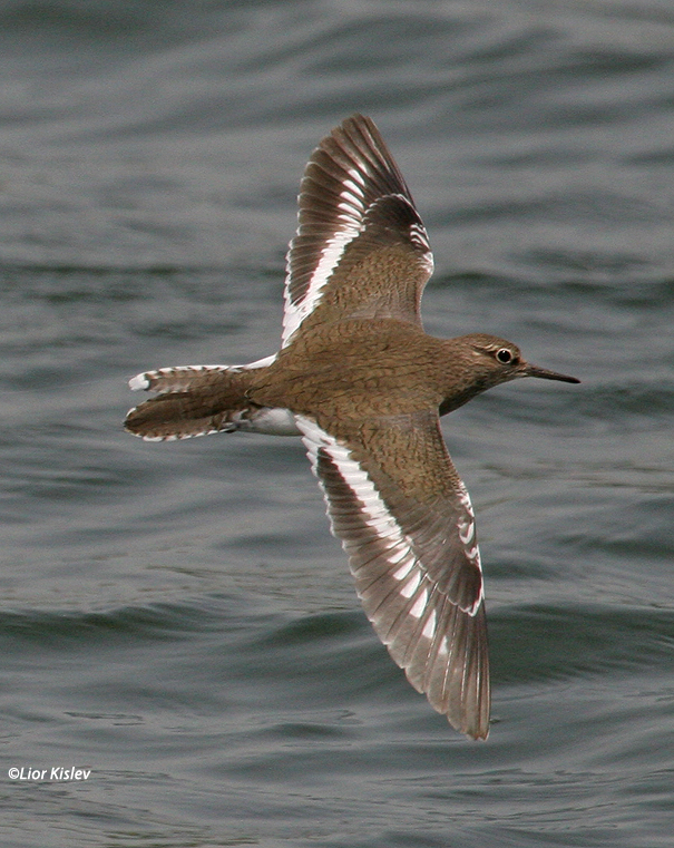 ביצנית לבנת בטן Common Sandpiper Actitis hypoleucos                      ביוב רמות,הבטיחה,אפריל 2007